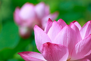 closeup photo of pink Lotus flowers