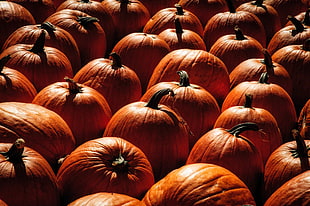 pile of pumpkins HD wallpaper
