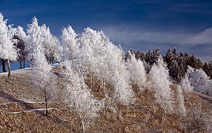 white tree during daytime