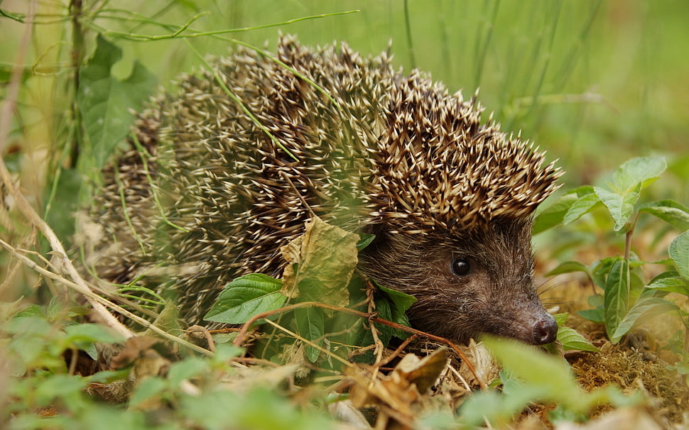 brown and beige hedgehog on grass field HD wallpaper