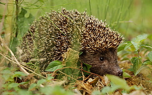 brown and beige hedgehog on grass field HD wallpaper