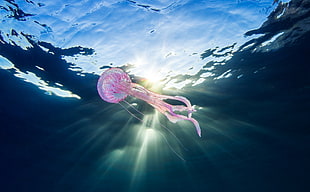 purple jellyfish, animals, underwater, nature, sea