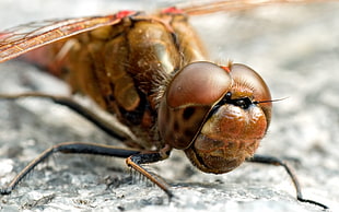 close-up photo of brown dragonfly