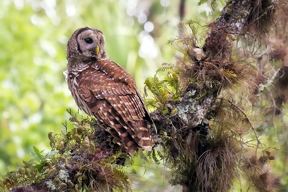 brown and gray owl on tree trunk HD wallpaper