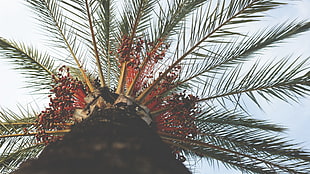 green palm tree, tropical, summer