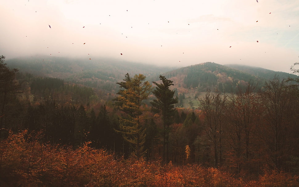 green leaf tree, mountains, leaves HD wallpaper