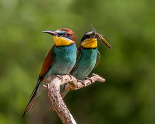 two blue long beak birds on brown tree branch shallow focus