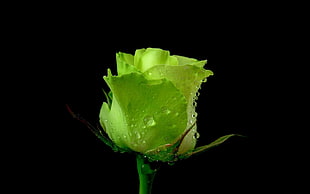 green rose with dew drop close up photography