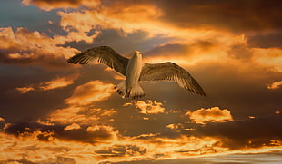 white and brown eagle flying under white clouds during daytime
