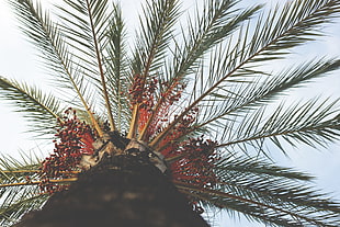 upside photography of palm tree