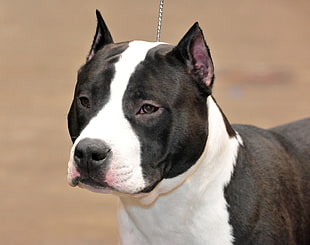 close photo of black and white American Staffordshire terrier