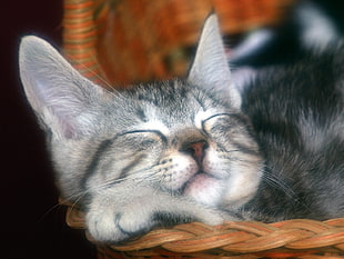 long-coated black cat sleeping on brown wicker basket