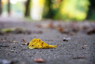 focus photography of yellow leaf on concrete surface
