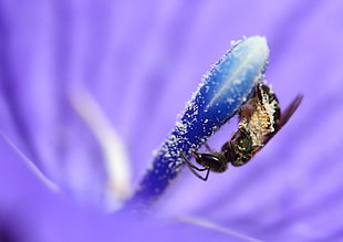 black insect on purple petal, ceratina