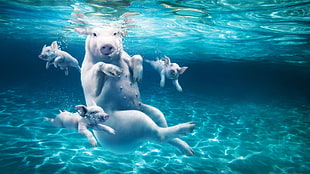 photo of pigs under water