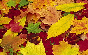 red, yellow, and brown leaf lot HD wallpaper