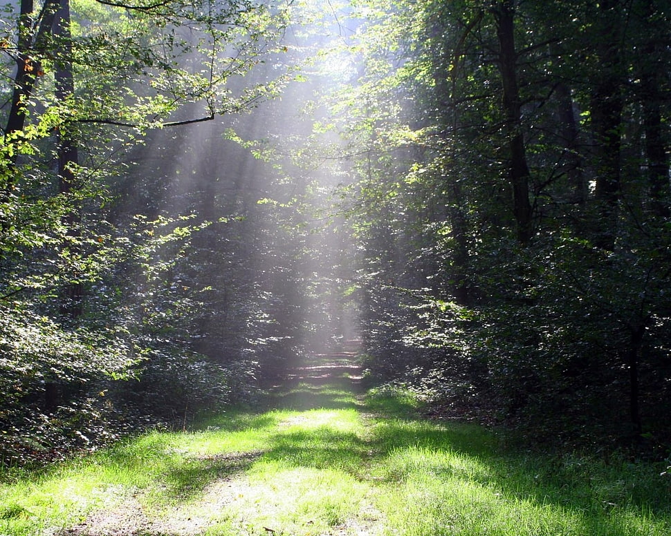 green forest with sunlight at daytime HD wallpaper
