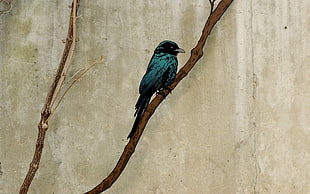 black and blue raven, artwork, birds, branch, grunge