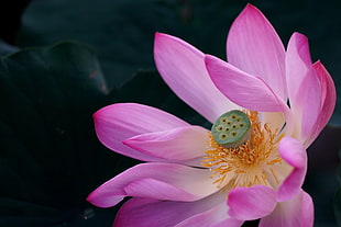 pink Lotus flower in bloom close-up photo HD wallpaper