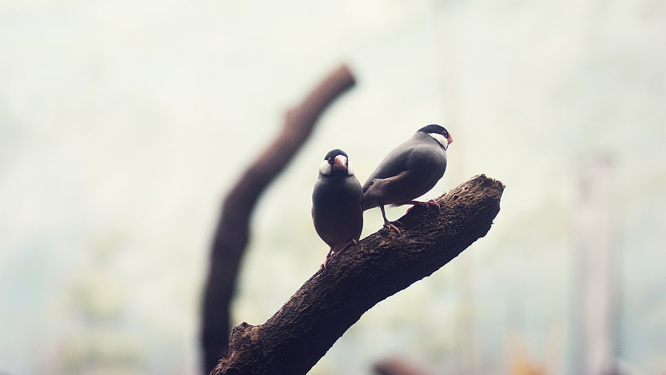 two gray birds HD wallpaper