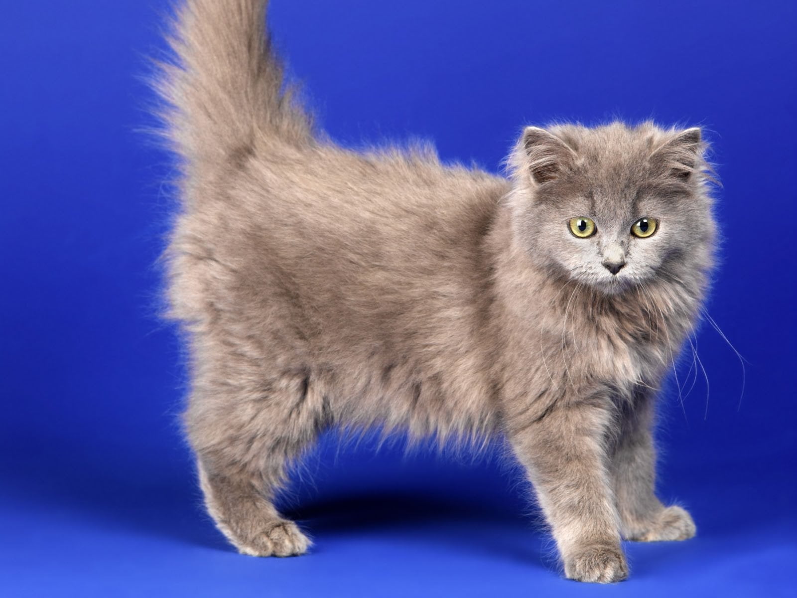 gray Persian cat