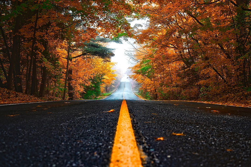 black road along with trees HD wallpaper