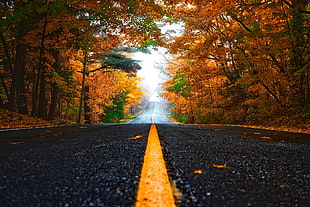 black road along with trees HD wallpaper
