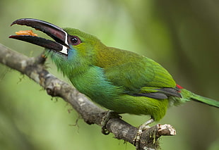 closeup photography of green long beck bird