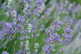 shallow focus photography of purple flowered field HD wallpaper