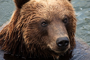 brown bear on bodies of water