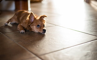 small tan dog lying on floor