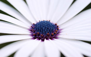 white Daisy flower with blue pollen