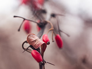 red plant shallow focus, redberry HD wallpaper