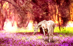 brown horse on pink flower field closeup photography