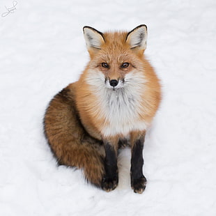 brown and white fox, red fox