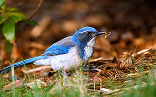 shallow focus photography of blue and white bird