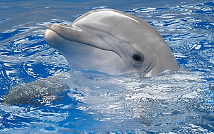 photo of grey dolphin in body of water