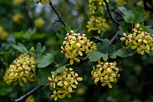 yellow Ixora flowers