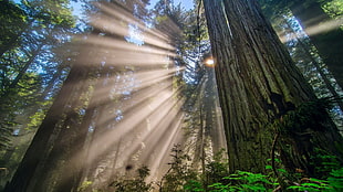 tall gray tress, forest, trees, redwood HD wallpaper