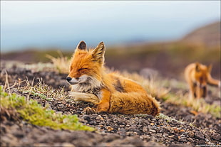 orange fox, fox, animals, depth of field HD wallpaper