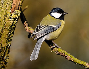 black and green bird, great tit