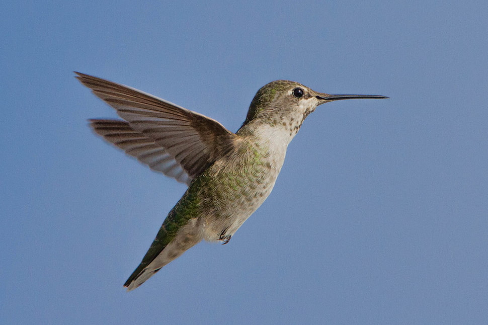 green and brown humming bird flying, hummingbird HD wallpaper