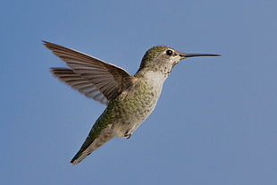 green and brown humming bird flying, hummingbird