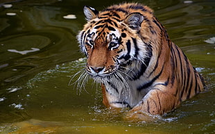 Tiger on body of water