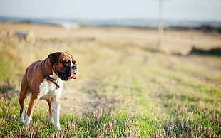brown and white pitbull standing on grass field