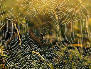 close up focus photo of a spider web HD wallpaper