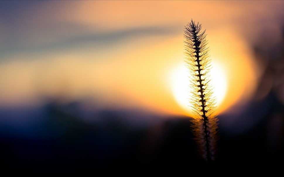 selective focus photography of grass during sunset HD wallpaper