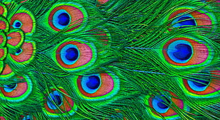 peafowl feather, Feathers, Peacock, Colorful