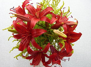red Lily flowers arrangement HD wallpaper