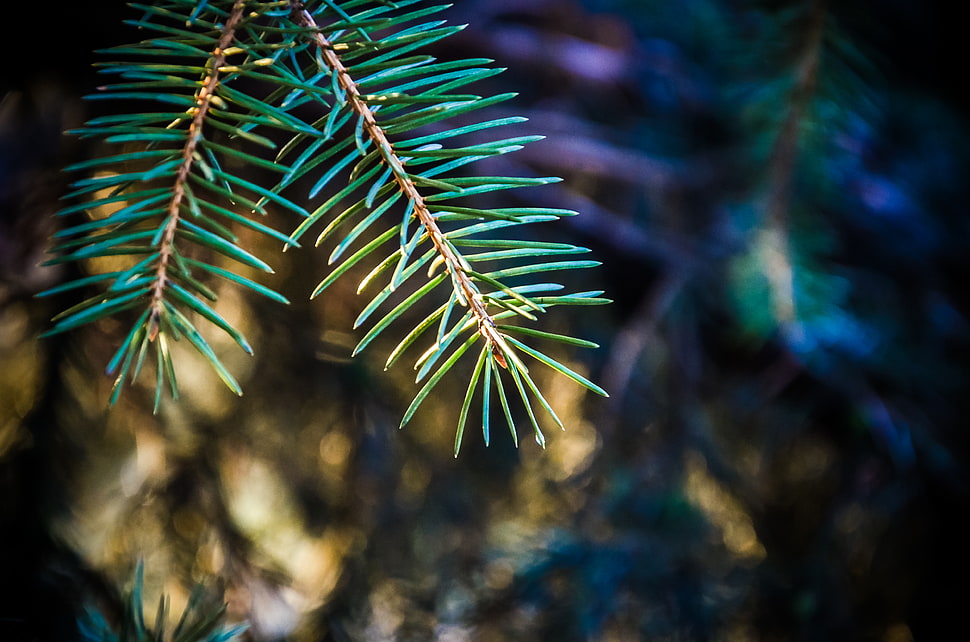green leaf, plants, macro, pine trees HD wallpaper